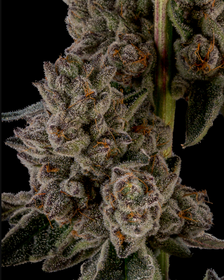 Redemption Botanicals Pop-Up Cookies Peoria Heights August 29 — 25% off Beezle, Cheech & Chong D.A.V.E., DNA Genetics, Dr. Greenthumb, Mile High Melts and Preferred Genetics from 3–6 PM