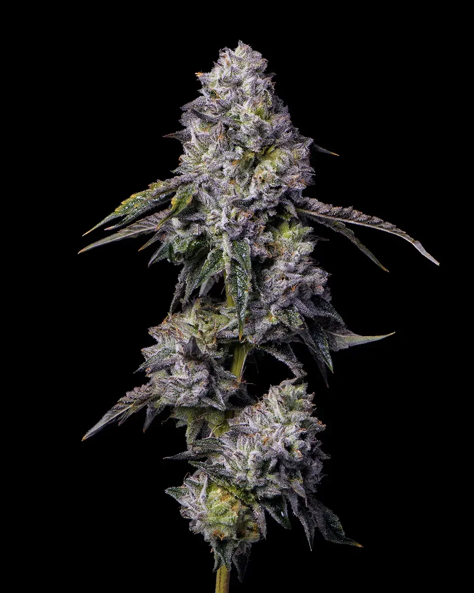 Weed Dispensary Green Wednesday Deals